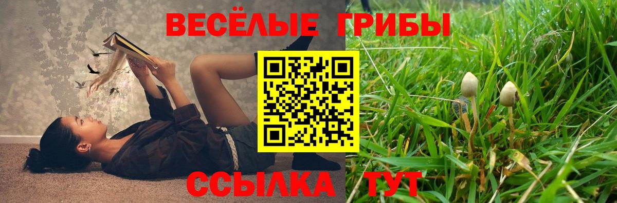 Псилоцибиновые грибы Psilocybe Курчатов